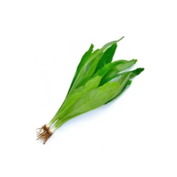 Culantro bunch