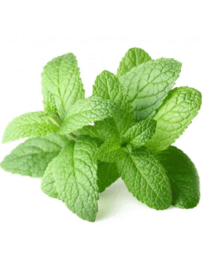 peppermint bunch
