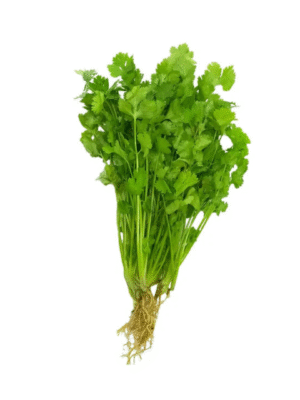 cilantro bunch