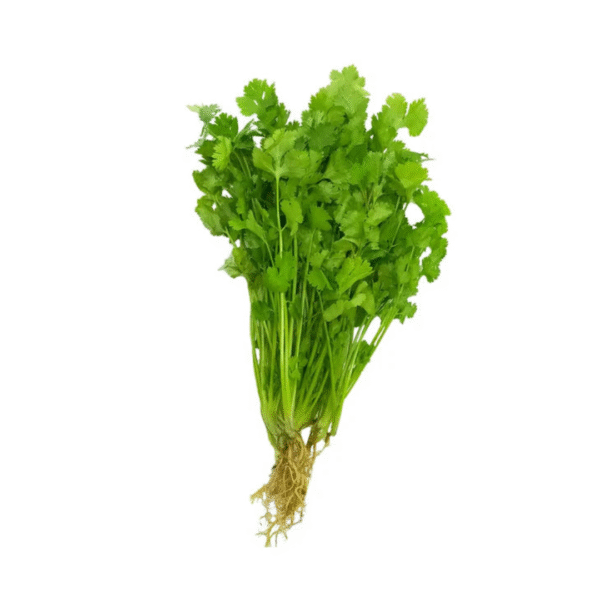cilantro bunch