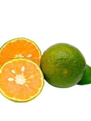 Mandarine Lemon docen/12units