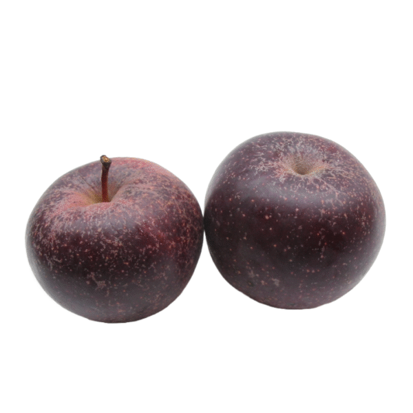 Apple Oxford black Each