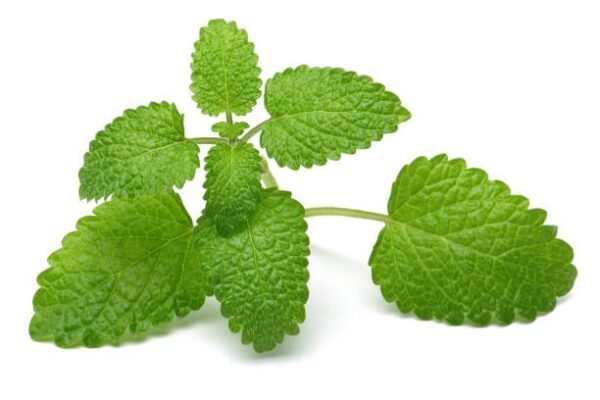 lemon balm bunch 30gr