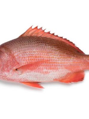 red snapper