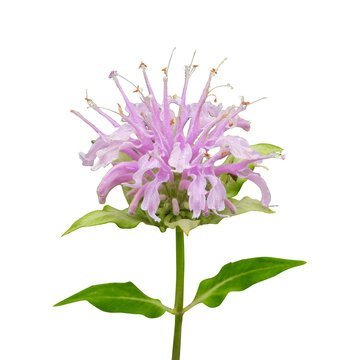 bergamot flower bunch