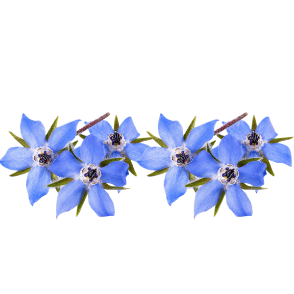 borage bunch