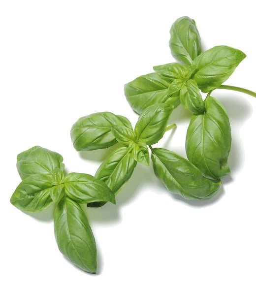 genovesese basil bunch 30gr