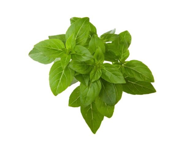 dwarf greek basil bunch 30gr