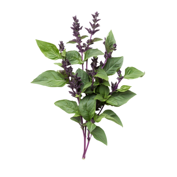 blue basil bunch 30gr