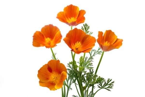 california poppy