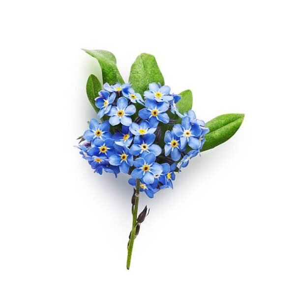 cape forget me not bunch