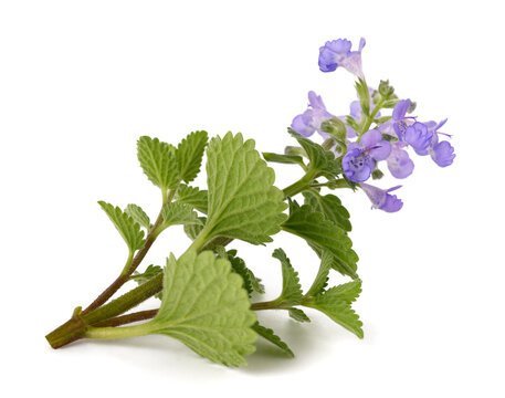 catnip bunch 30gr