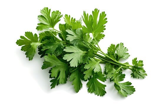 chervil bunch 30gr
