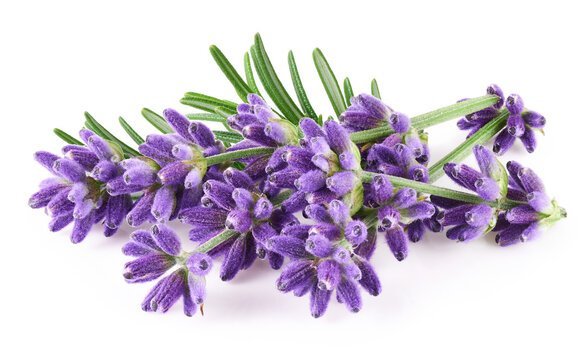 lavander buch 30gr