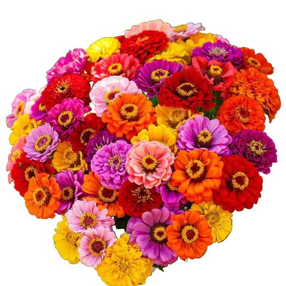 zinnia california gigant
